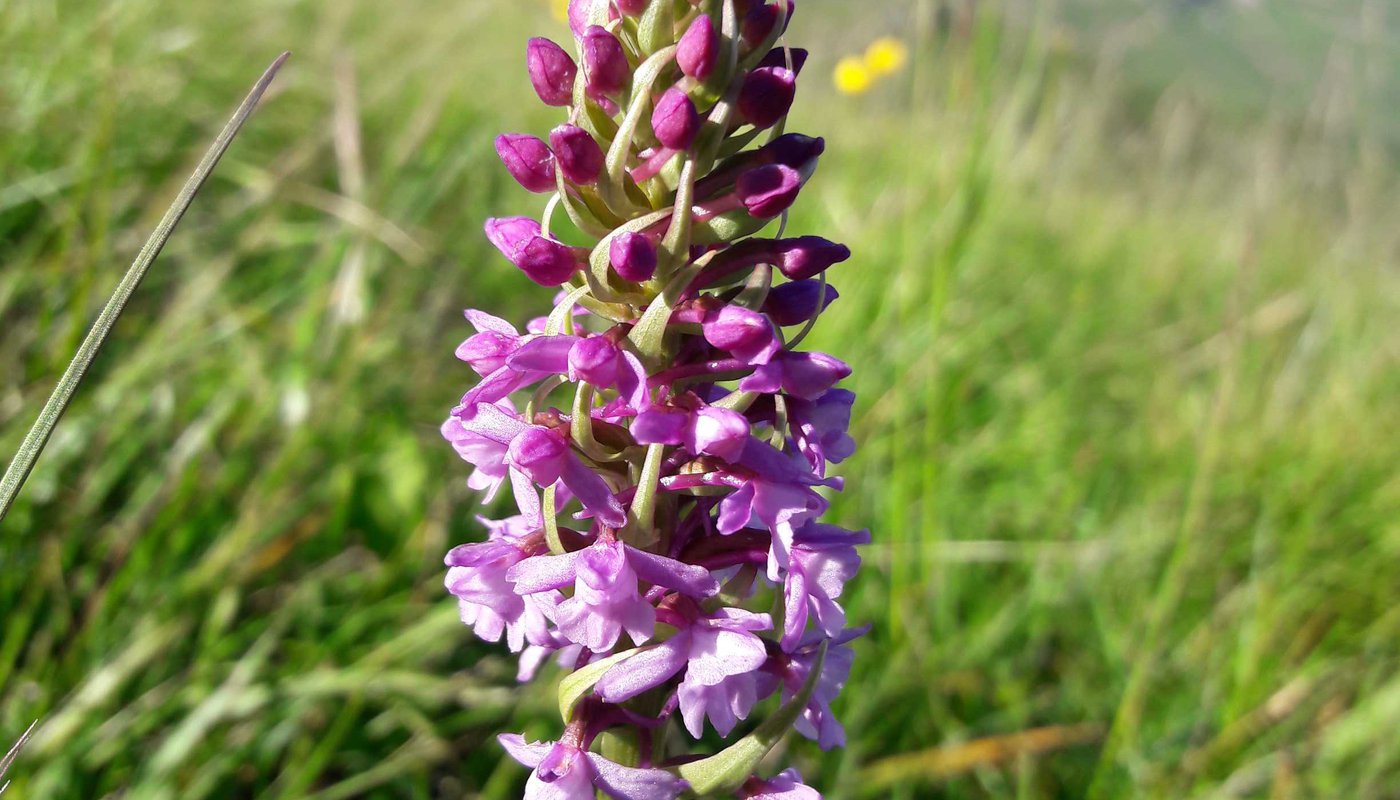 fiori pascolo orchidea