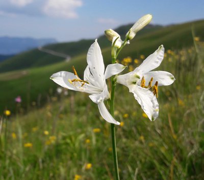 fiore bianco Baldo pascolo