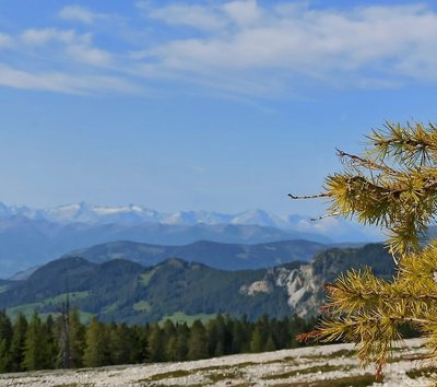 Badia panorama larice