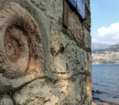 Fossile garda