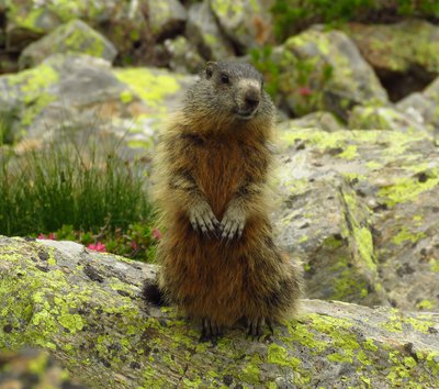 marmotta