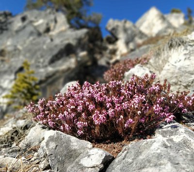 roccia fiori erica inizio primavera monte pic