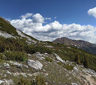 mugheta del corno bianco e corno nero sullo sfondo