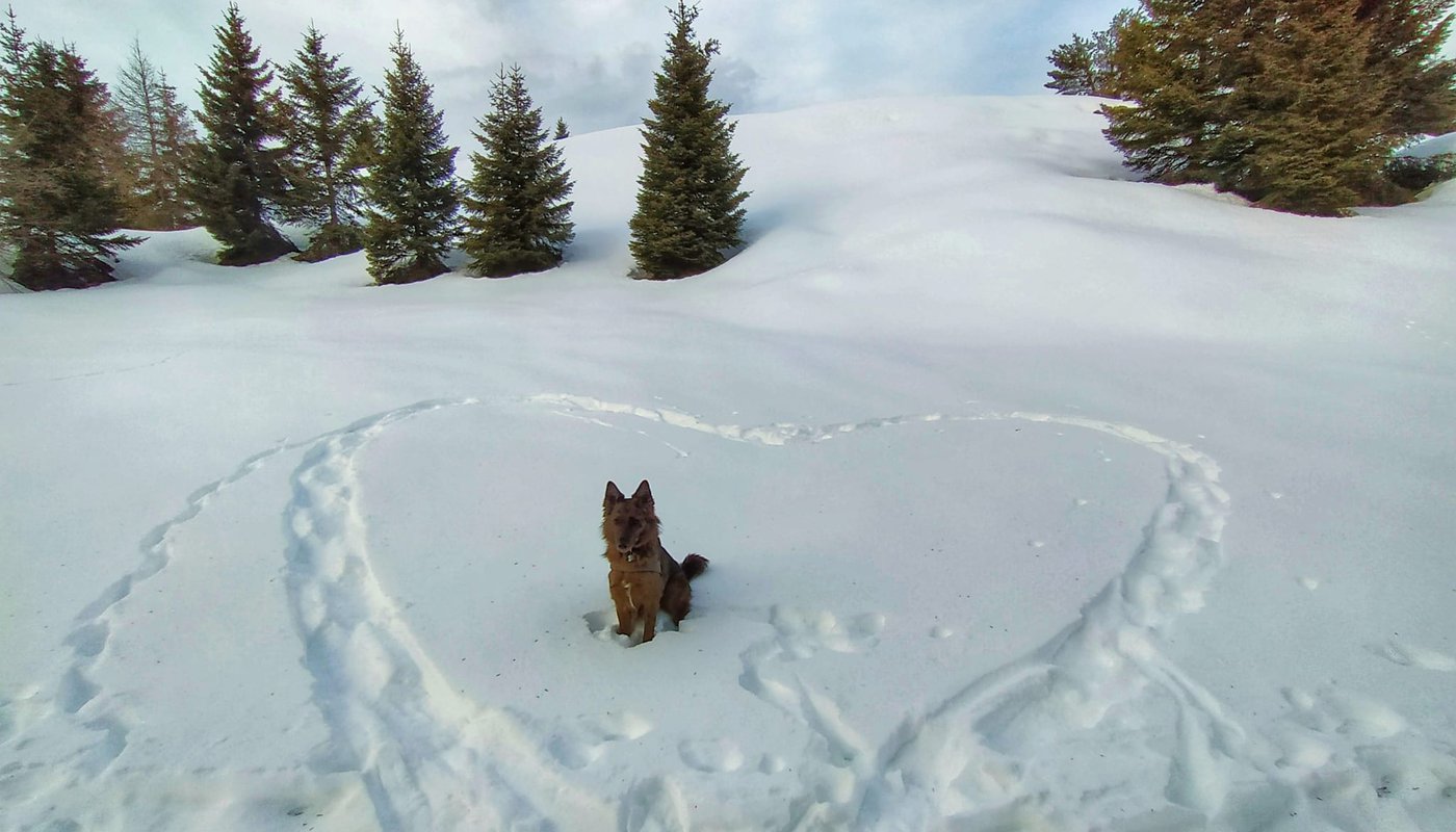 nebbia neve cuore bosco