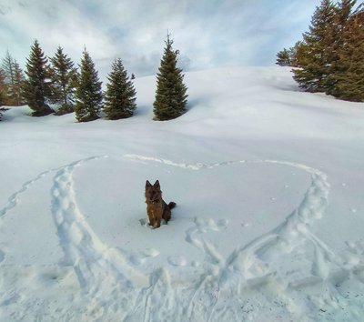 nebbia neve cuore bosco