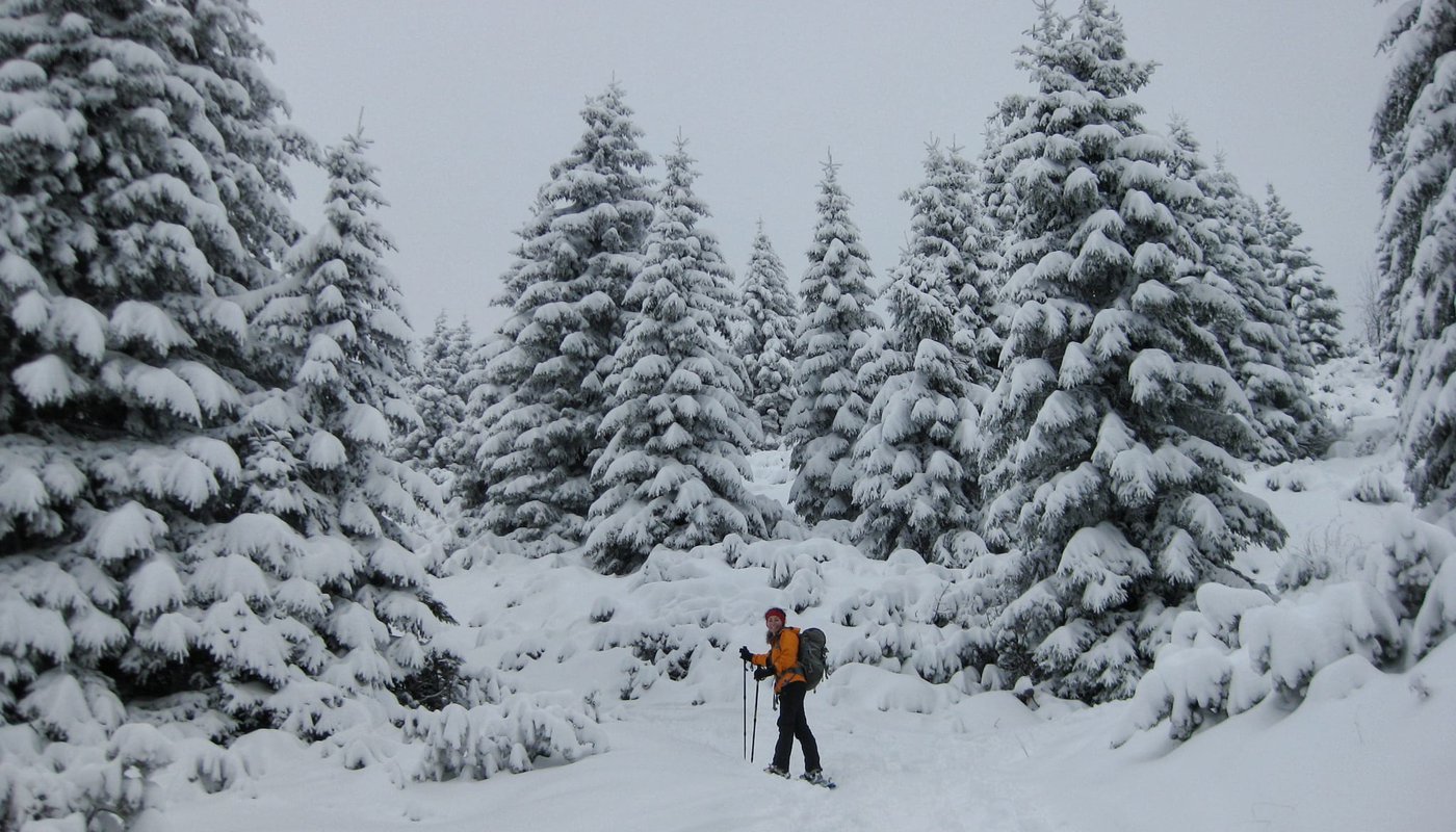 neve bosco linda ciaspole