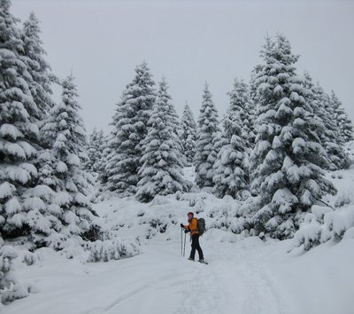 neve bosco linda ciaspole