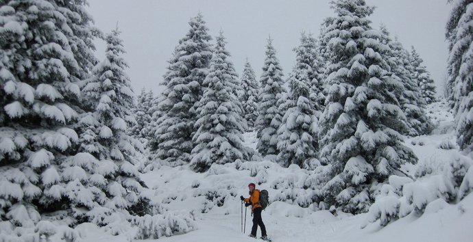 neve bosco linda ciaspole