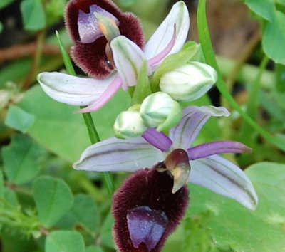 Ophrys bertolonii