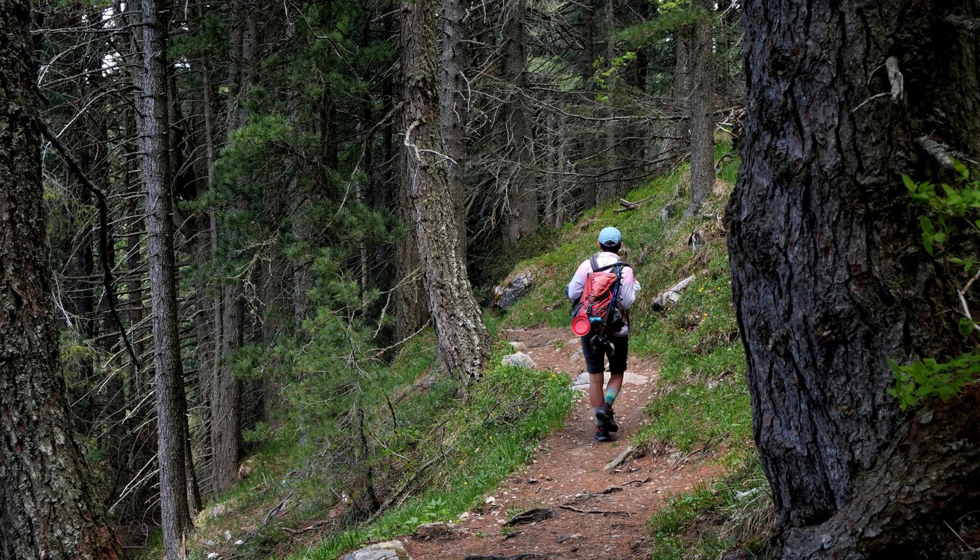 bosco corno bianco linda camminare sentiero