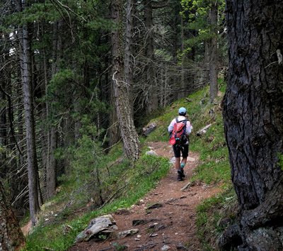 bosco corno bianco linda camminare sentiero