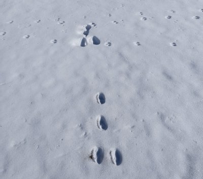 Pasubio orme neve