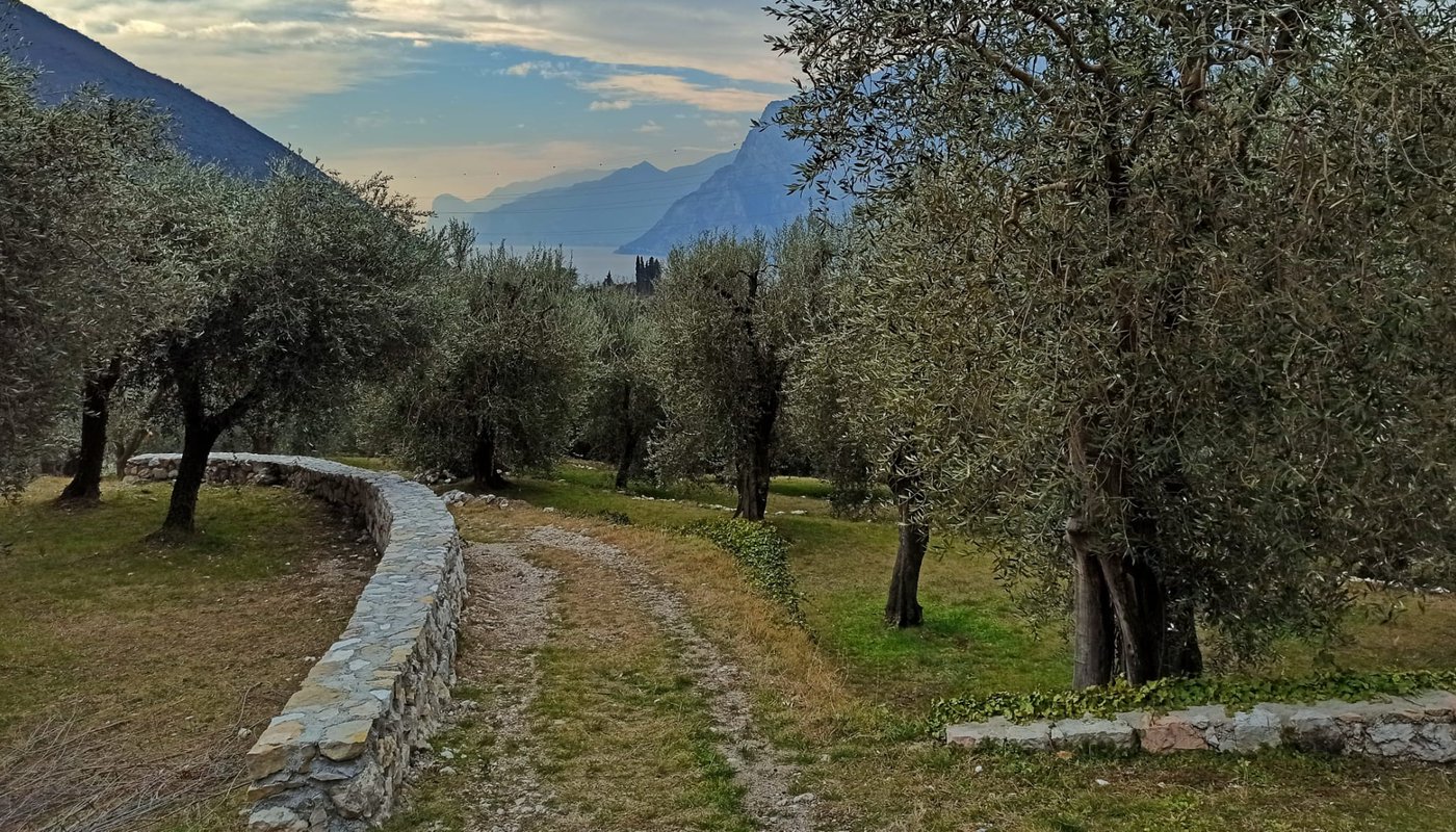 Torbole Nago uliveti
