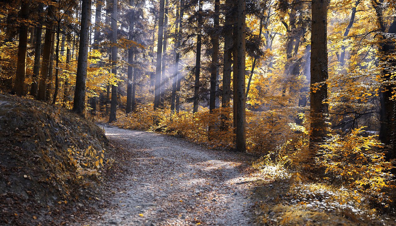 bosco autunno