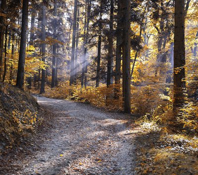 bosco autunno