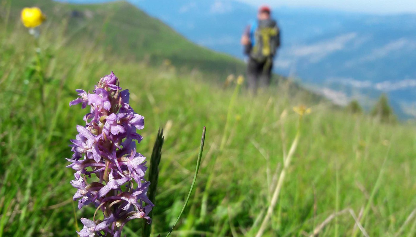 camminando orchidea