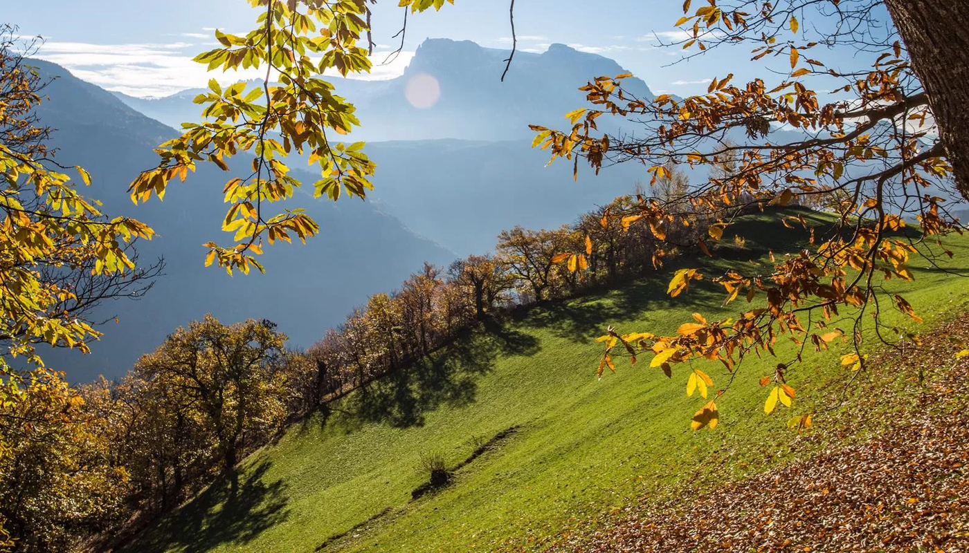 sentiero del castagno