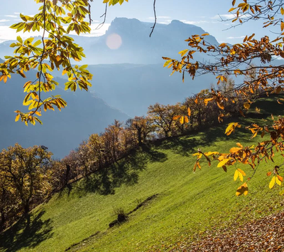 sentiero del castagno