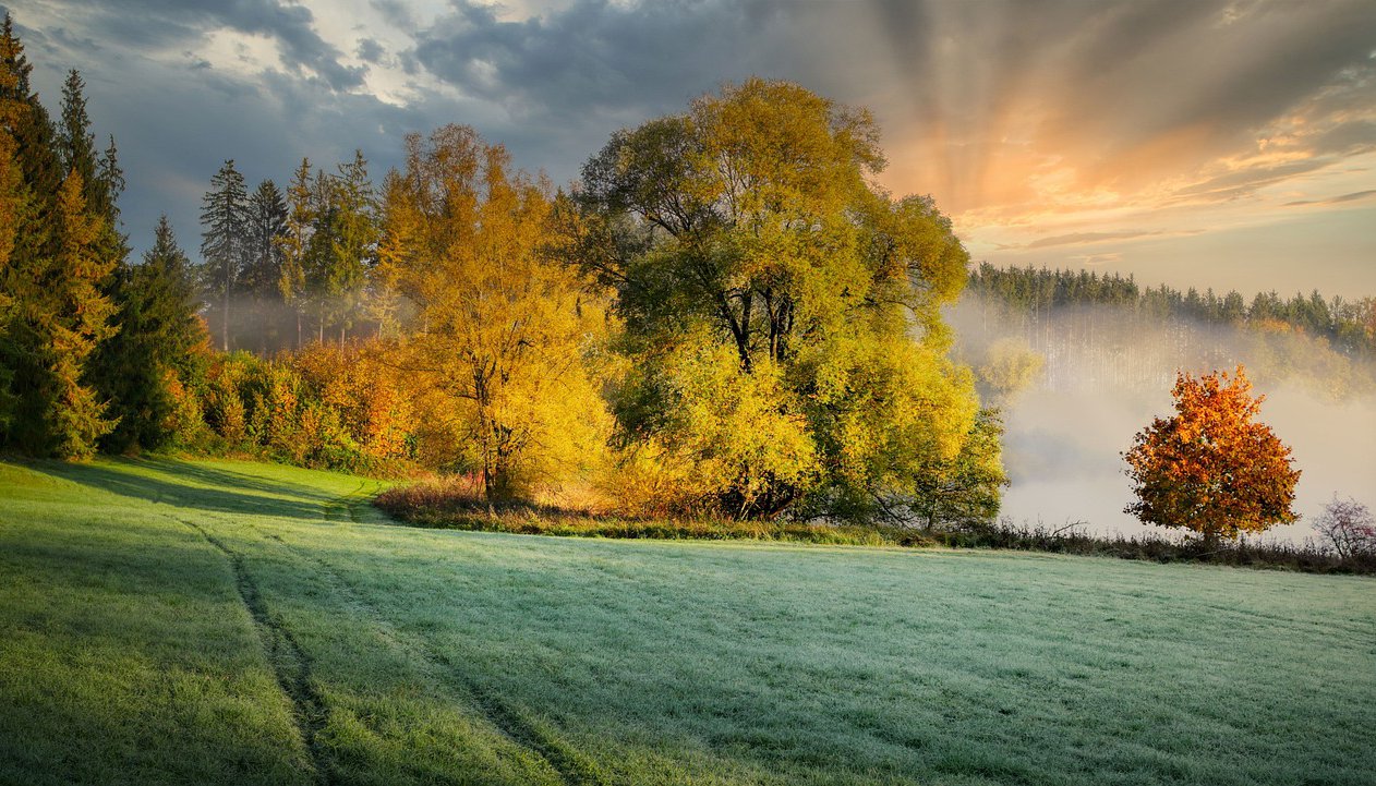 radura alberi autunno nebbia