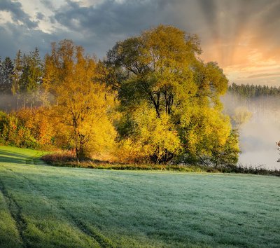 radura alberi autunno nebbia