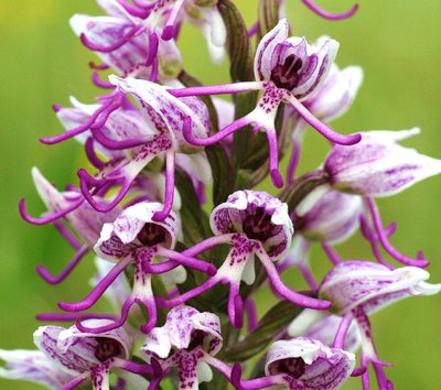 orchis simia