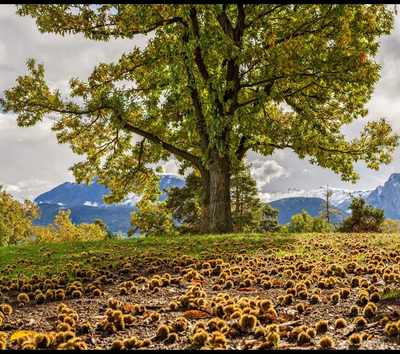 castagni alto adige